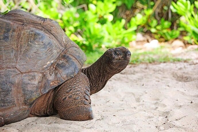 Curieuse island Seychelles - Giant tortoise photo by Full Suitcase