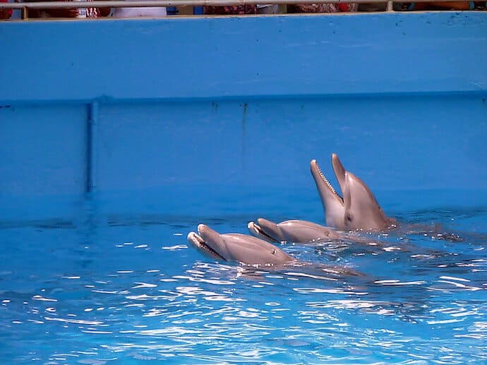 15 Harmful Traditions - Dolphin Aquarium