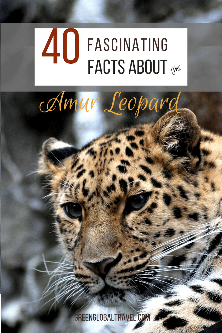 40 Facts About the Amur Leopard including Amur Leopard Habitat, Amur Leopard Population, why Amur Leopards are endangered and what's being done to save them. via @greenglobaltrvl #AmurLeopard #AmurLeopardFacts #AmurLeopardHabitat #AmurLeopardAnimals #AmurLeopardCats #AmurLeopardLife