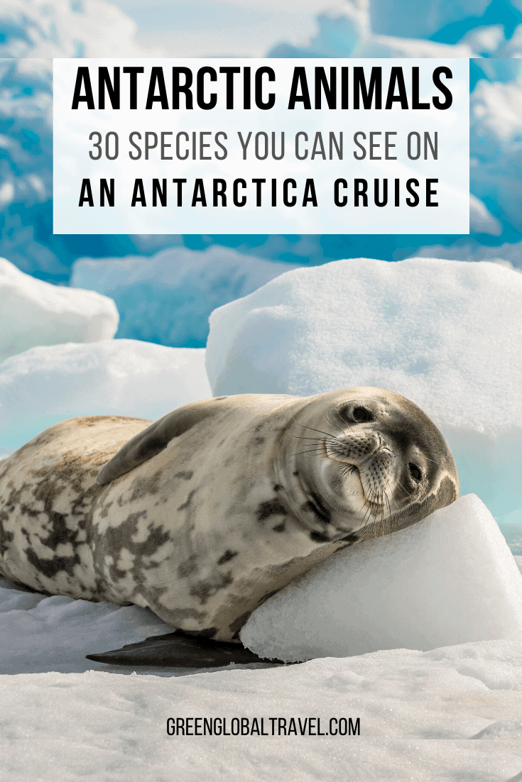 30 species of Antarctic Animals You Can See on an Antarctica Cruise including Antarctica Birds, Antarctic Penguins, Antarctic Seals, Antarctic Whales & Antarctic Dolphins | animals from antarctica | animals antarctic | animals of antarctica | antarctica facts | trip to antarctica | antarctic animals life | what animals lives in antarctica | what animals live in the antarctic | animals who live in antarctica | antarctica wildlife | antarctica tours | antarctica travel | antarctica holidays