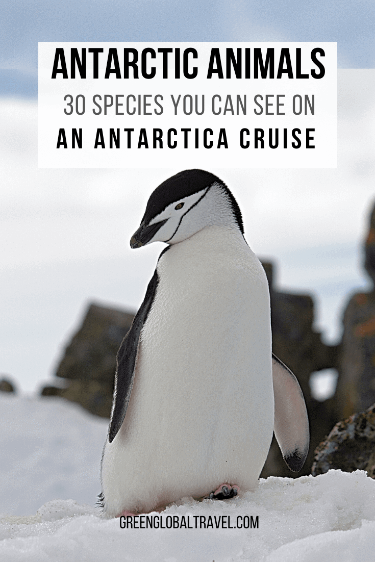 30 species of Antarctic Animals You Can See on an Antarctica Cruise including Antarctica Birds, Antarctic Penguins, Antarctic Seals, Antarctic Whales & Antarctic Dolphins | animals from antarctica | animals antarctic | animals of antarctica | antarctica facts | trip to antarctica | antarctic animals life | what animals lives in antarctica | what animals live in the antarctic | animals who live in antarctica | antarctica wildlife | antarctica tours | antarctica travel | antarctica holidays