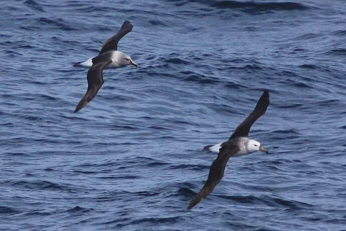 Antarctic Animals - Antarctic Birds