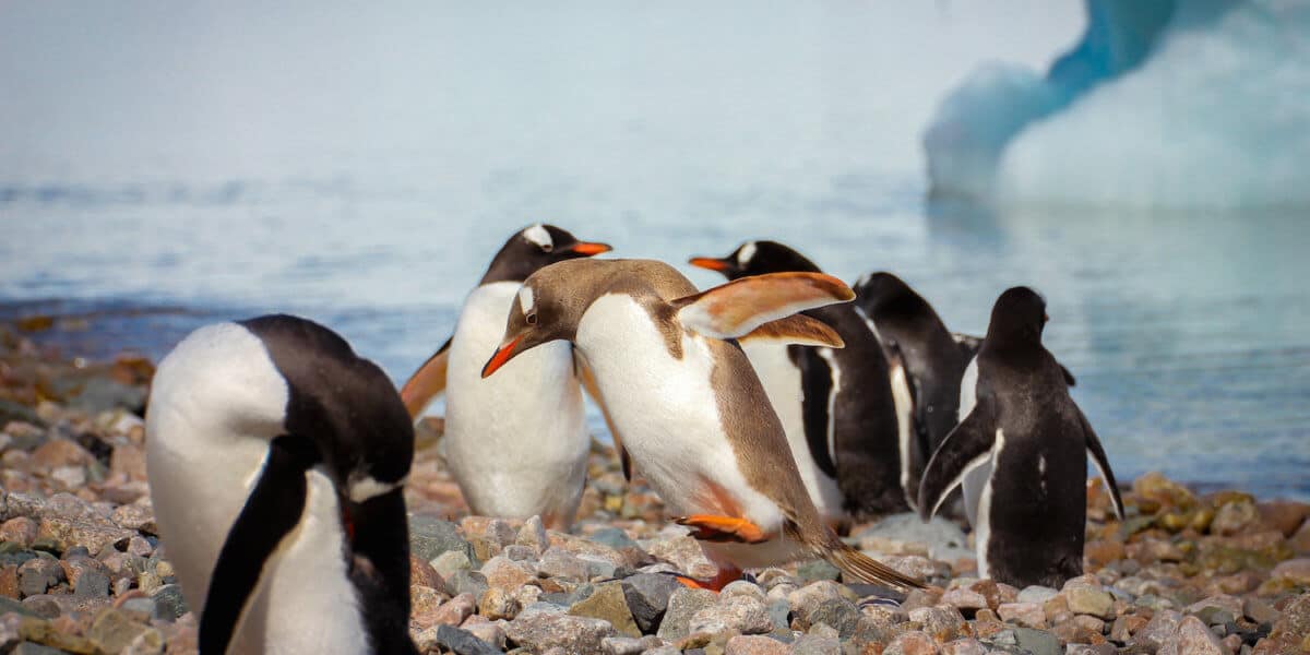 Antarctic Animals: Brown Gentoo Penguin