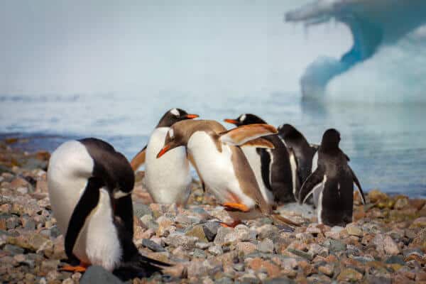 Antarctic Animals: Brown Gentoo Penguin