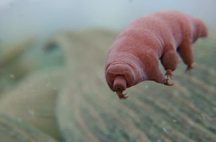 Antarctic Animals - Tardigrade