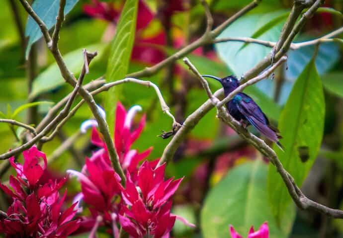 Things to Do in Antigua Guatemala: Birdwatching at Finca el Pilar