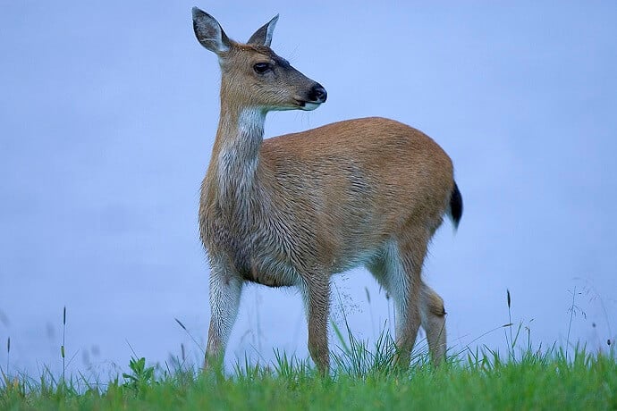 Alaska Animals -Sitka Deer