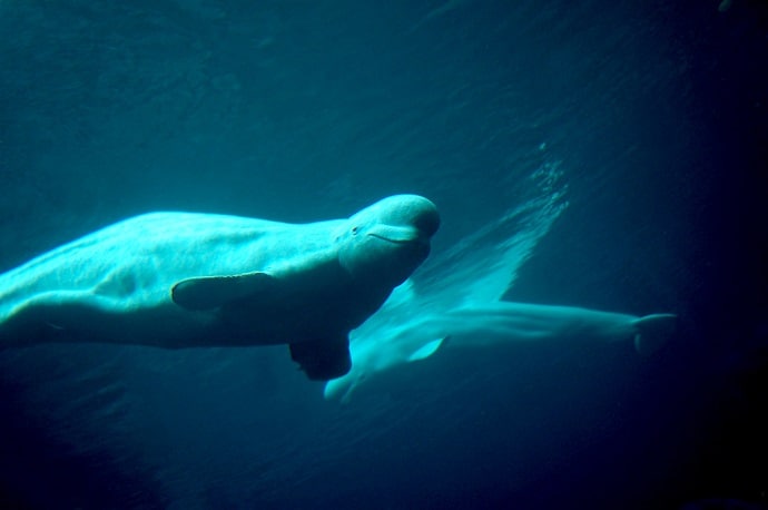 Alaskan Whales - Beluga Whale by Mike Johnston