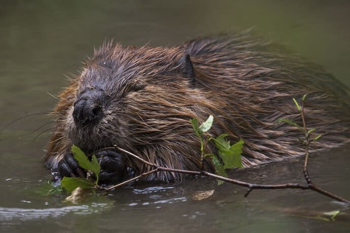 American Beaver 