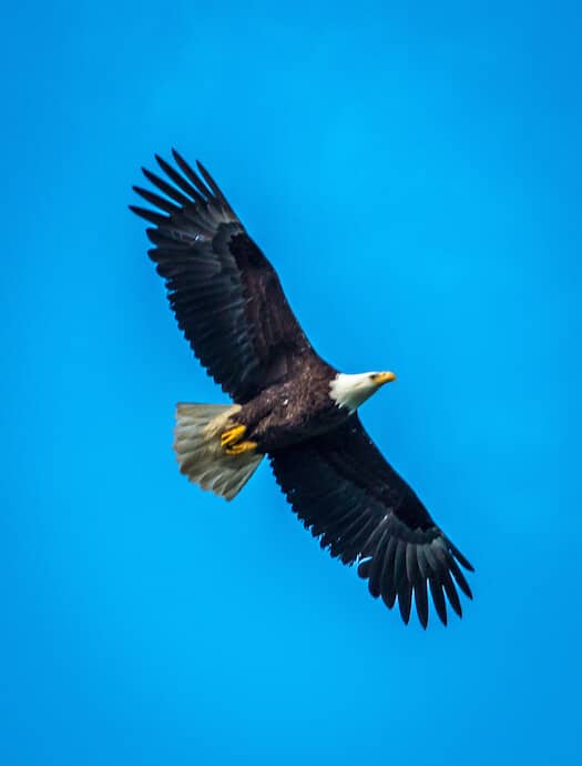 Bald Eagle in Alaska, Kenai National Park