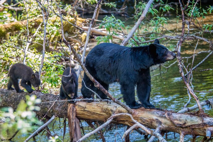 Black Bears in Alaska at Mendenhall Glacier