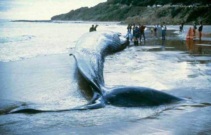 Blue Whales Endangered