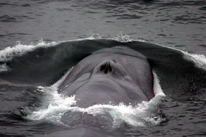 Blue Whale Blowhole