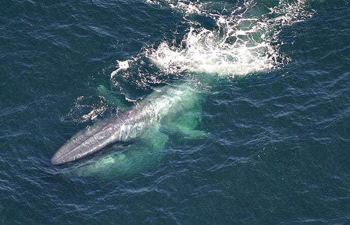 40 Fascinating Blue Whale Facts (From Size & Diet to Conservation)