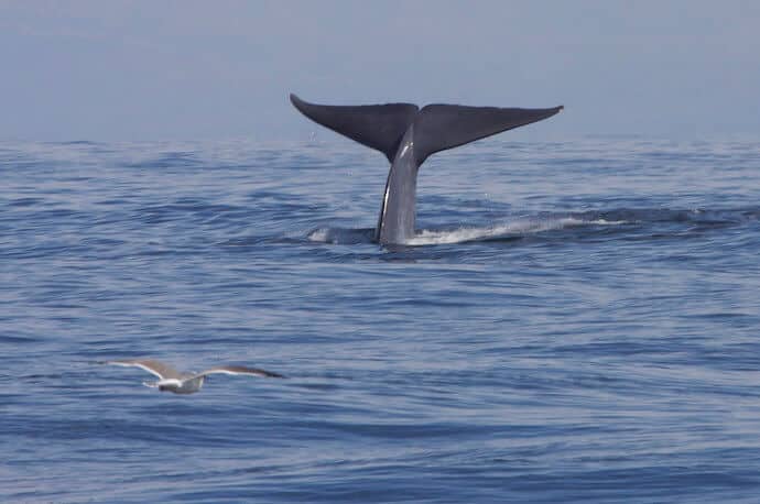 Blue Whale Flukes