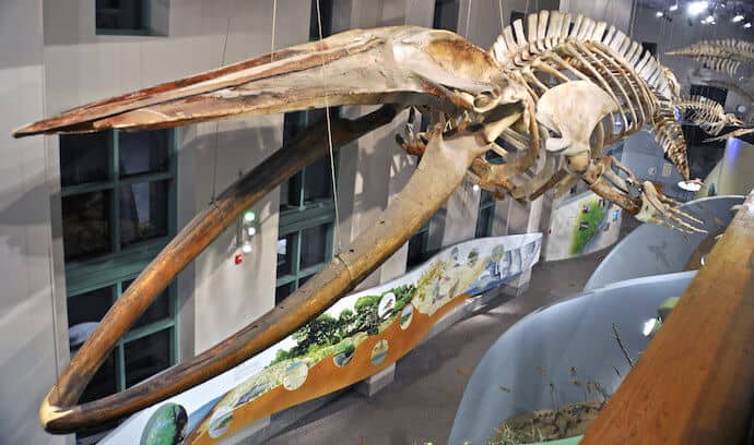 Blue Whale Skeleton