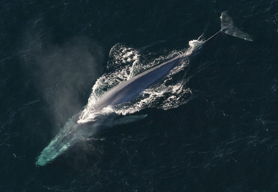 Blue Whale Habitat