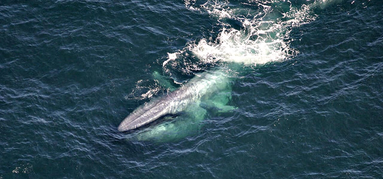 40 Fascinating Blue Whale Facts (From Size & Diet to Conservation)