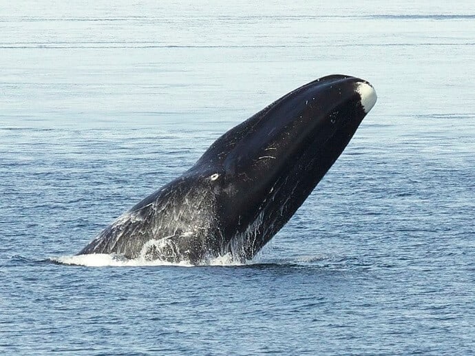 Bowhead Whale -the Alaska State Animal by Kate Stafford