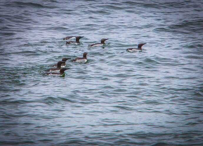 Alaska Birds - Common Murre