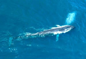 40 Fascinating Blue Whale Facts (From Size & Diet to Conservation)