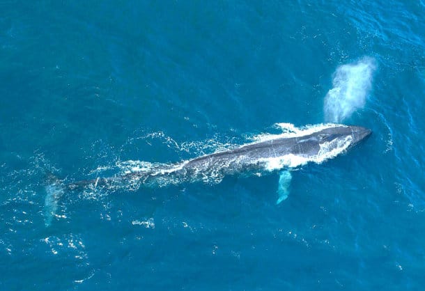 40 Fascinating Blue Whale Facts (From Size & Diet to Conservation)