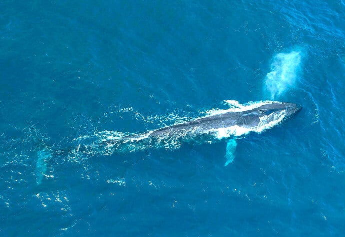 Facts about Blue Whales