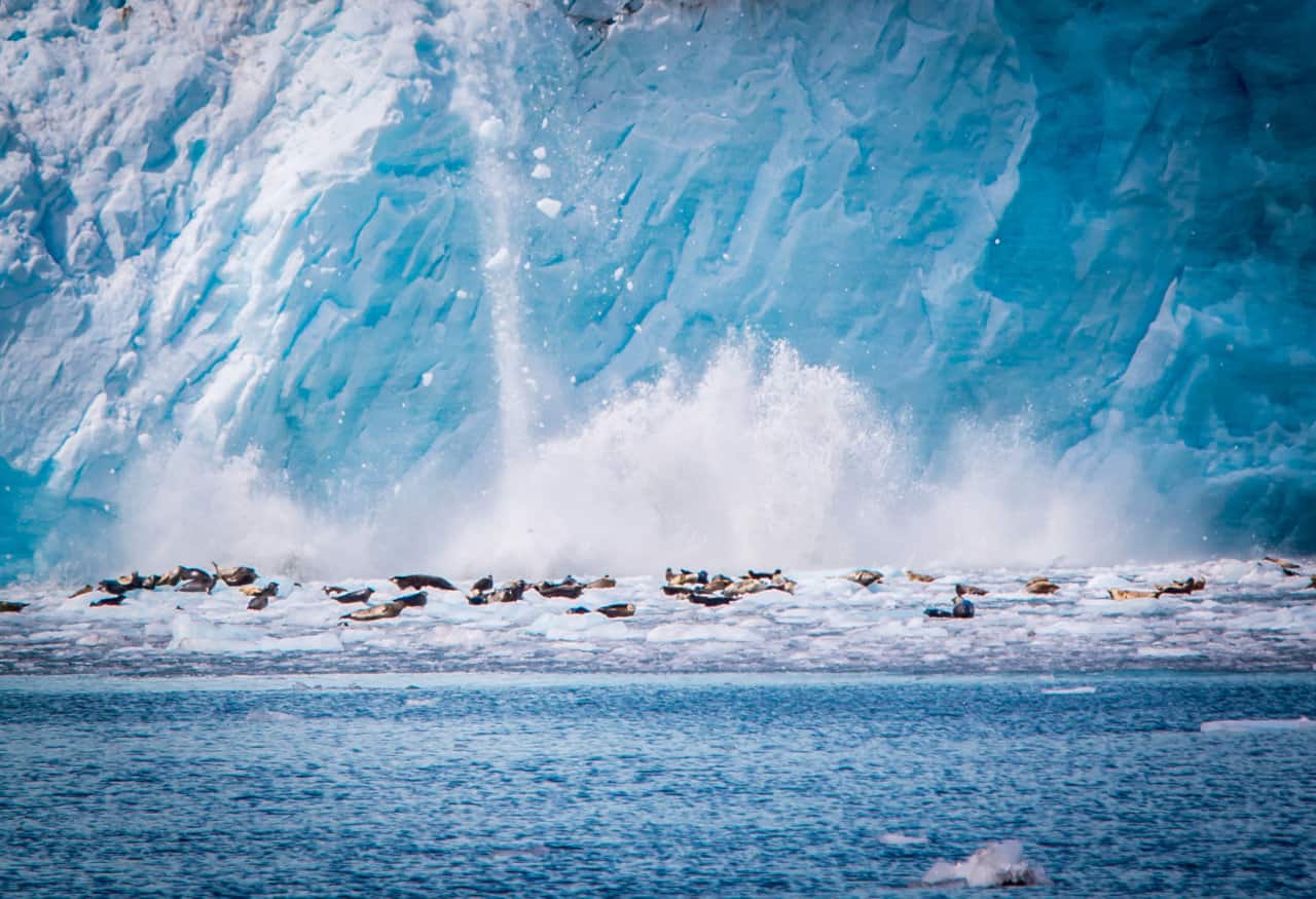 Wildlife in Alaska - All About Alaska's Wildlife