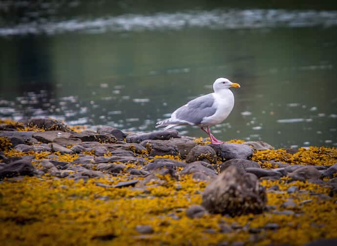 Glaucous Winged Gull in Kenai National Park, Alaska