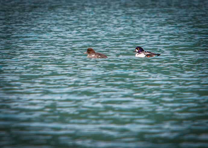 Barrow's Goldeneye Ducks in Kenai National Park, Alaska