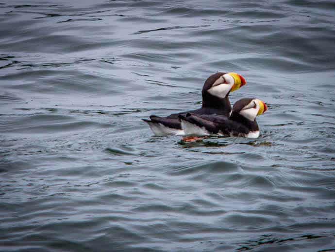 Horned Puffins in Alaska (Glacier Bay National Park)