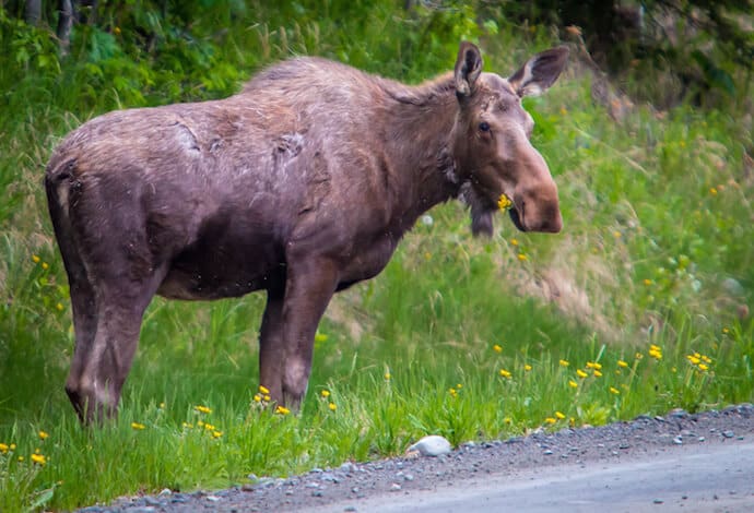 Alaskan Moose in the Kenai National Wildlife Refuge