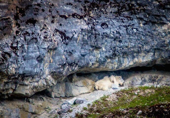 Mama & Baby Mountain Goats in Glacier Bay National Park