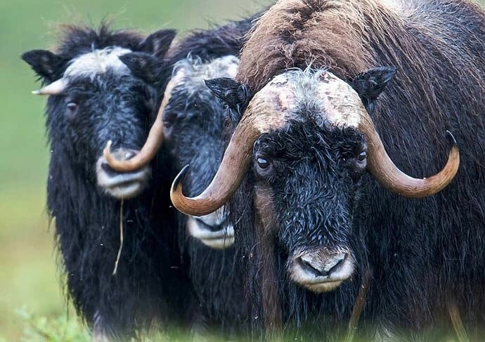 Muskox in Alaska by David Mark from Pixabay