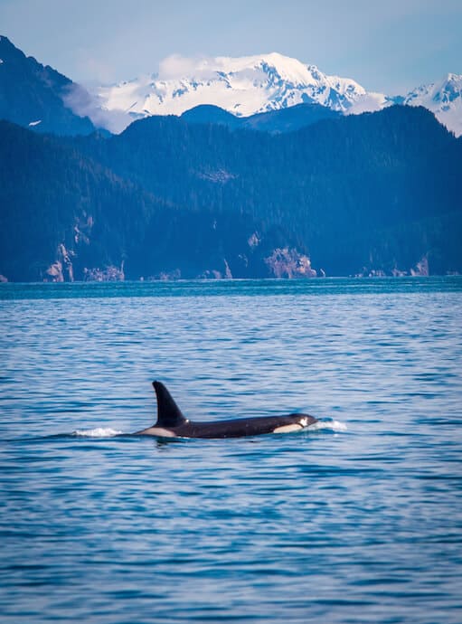 Orcas in Alaska (Kenai National Park)