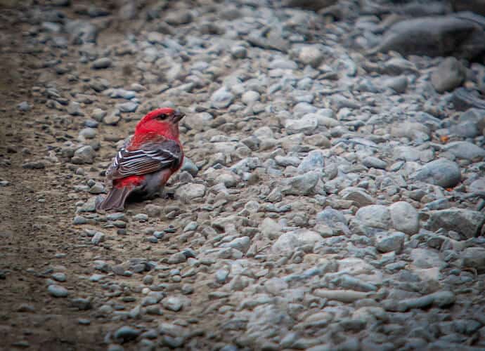 Pine Grosbeak in Kenai National Wildlife Refuge, Alaska