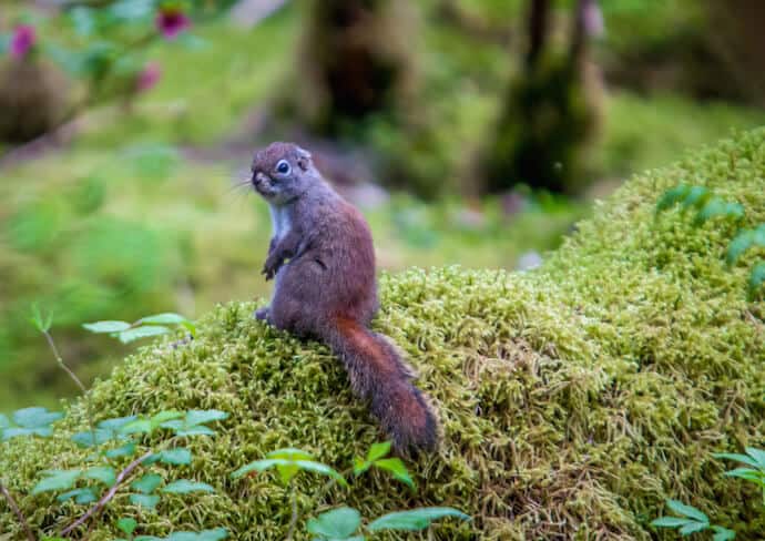 Red Squirrel at Kenai Glacier Lodge, Alaska