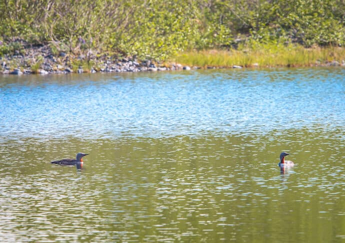 Red Throated Loons at Pederson Glacier in Kenai National Park, Alaska