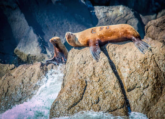 Steller's Sea Lions in Kenai Fjords National Park