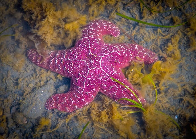 Sea Star at Kenai Glacier LOdge