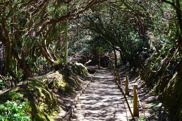 Bosque de Esperanza Tenerife Canary Islands