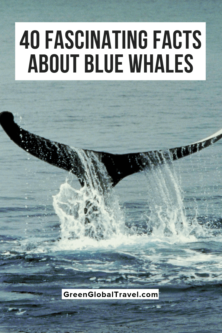 40 Fascinating Facts About Blue Whales (From Size & Diet to Conservation). Learn general Blue Whale Facts. Blue Whale Size | Why are Blue Whales Endangered? | Cool Facts About Whales | Blue Whale Conservation | Blue Whale Diet | Blue Whale Habitat | Blue Whale Information