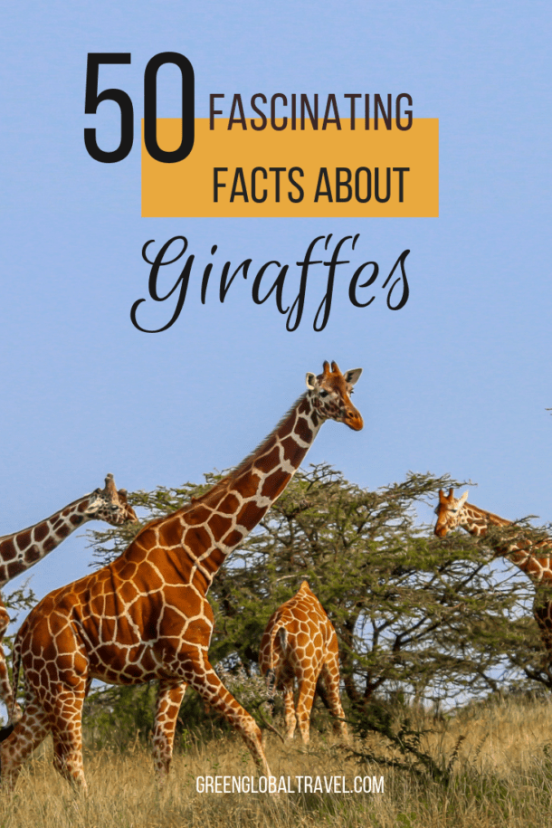 50 Fascinating Facts About Giraffes - Green Global Travel