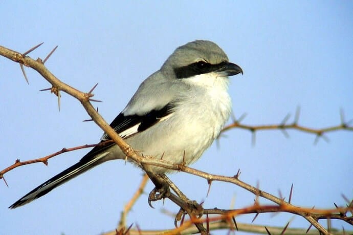 Southern grey shrike