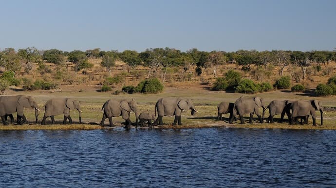 Africa Cruises -Chobe River (Botswana)