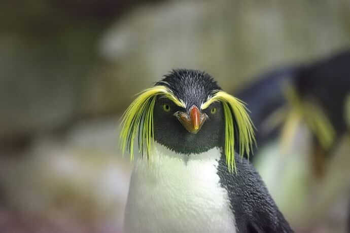 New Zealand Subantarctic Cruises - see Rockhopper Penguins