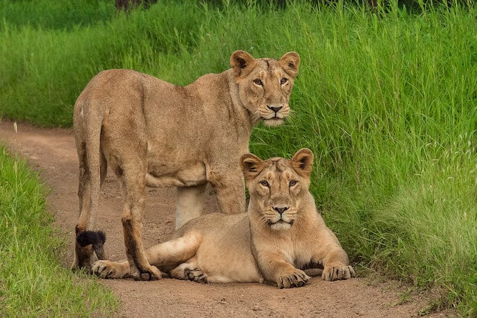 Asiatic Lions in India