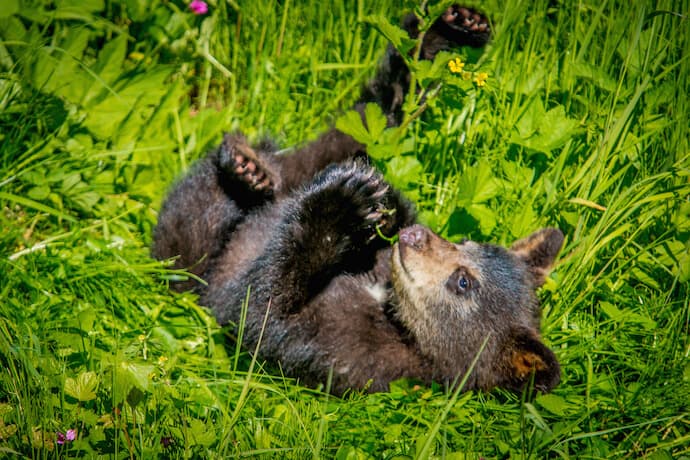 Baby Black Bear at Mendenhall Glacier, Alaska