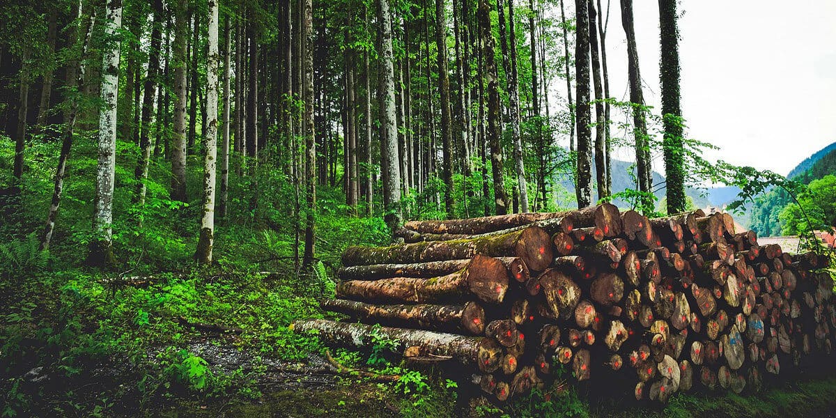 Facts about Deforestation and Environment