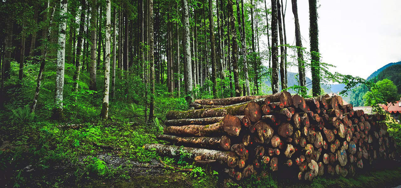 Facts about Deforestation and Environment